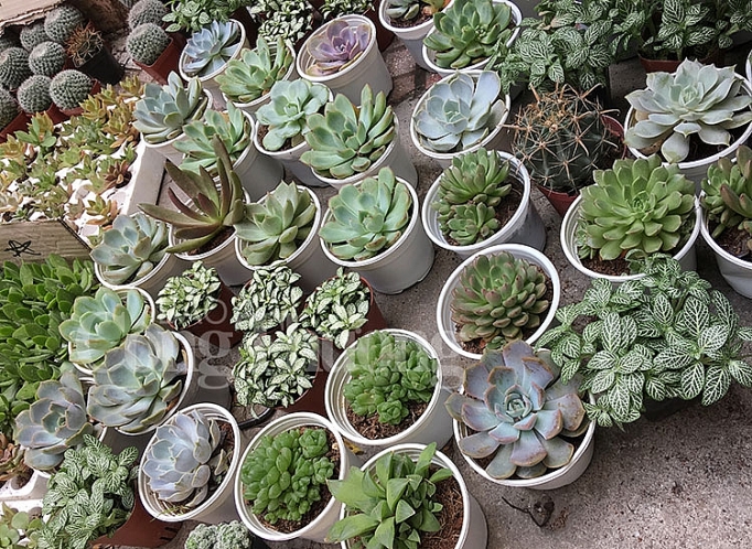 doi giay lay cay lan toa loi song xanh