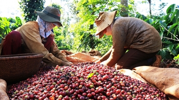 Giá cà phê hôm nay 26/3: Trong nước ổn định, giá cà phê Arabica đảo chiều tăng nhẹ