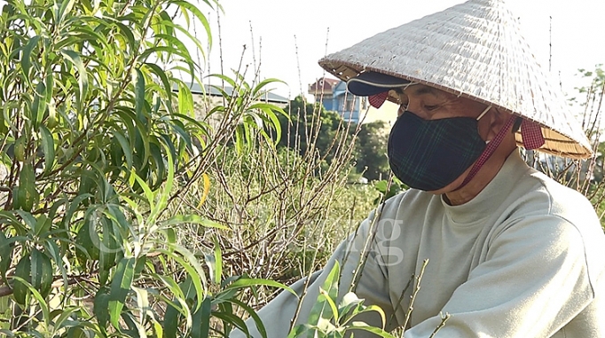 nong dan dong ngac cay dang nhin hang nghin goc dao chet kho truoc tet