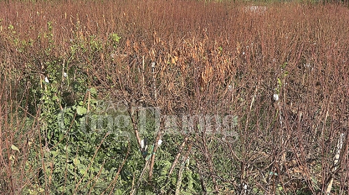 nong dan dong ngac cay dang nhin hang nghin goc dao chet kho truoc tet