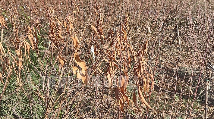 nong dan dong ngac cay dang nhin hang nghin goc dao chet kho truoc tet