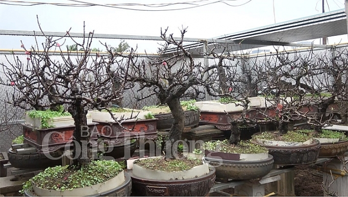 dao tien vua dem hoa ra tien