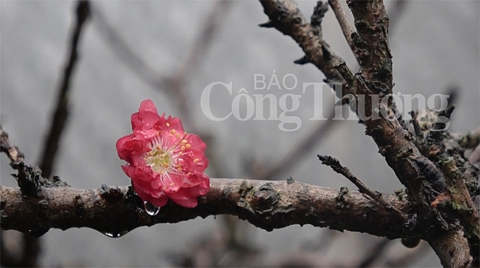 dao tien vua dem hoa ra tien