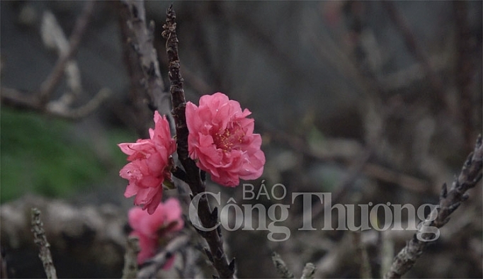 dao tien vua dem hoa ra tien