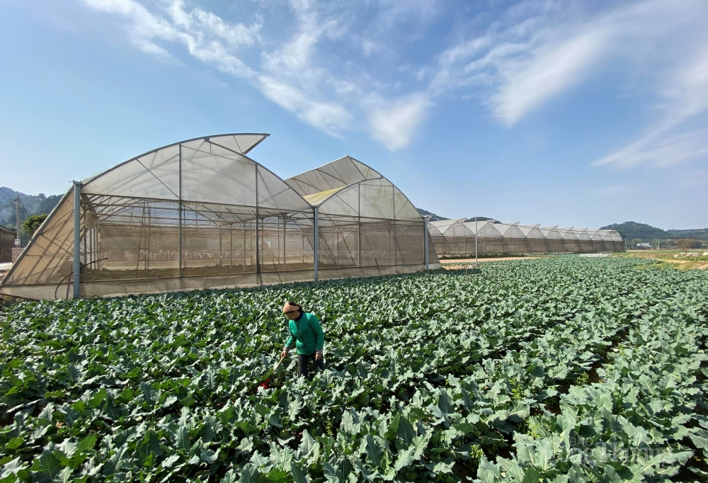 Lạng Sơn: Phát triển kinh tế tập thể, hợp tác xã góp sức thay đổi diện mạo nông thôn Lạng Sơn: Phát triển kinh tế tập thể, hợp tác xã góp sức thay đổi diện mạo nông thôn