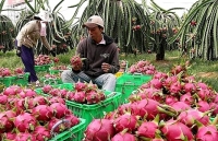 Gỡ “điểm nghẽn” để hàng nông sản, trái cây vươn xa