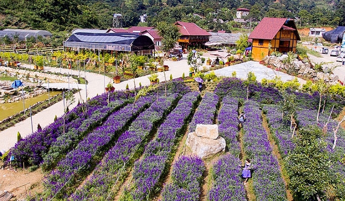 lao cai phat huy hieu qua nong nghiep cong nghe cao