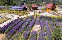 Lào Cai phát huy hiệu quả nông nghiệp công nghệ cao