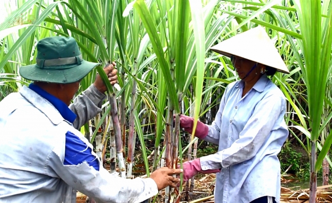 Đồng thuận mốc thực thi cam kết ATIGA ngành mía đường dong thuan moc thuc thi cam ket atiga nganh mia duong
