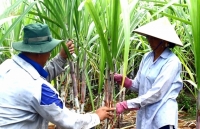 Minh bạch chất lượng mía nguyên liệu để đảm bảo công bằng cho nông dân