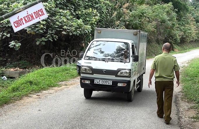 Dịch tả lợn châu Phi chi phối kiểm soát thị trường ở Lào Cai dich ta lon chau phi chi phoi kiem soat thi truong o lao cai