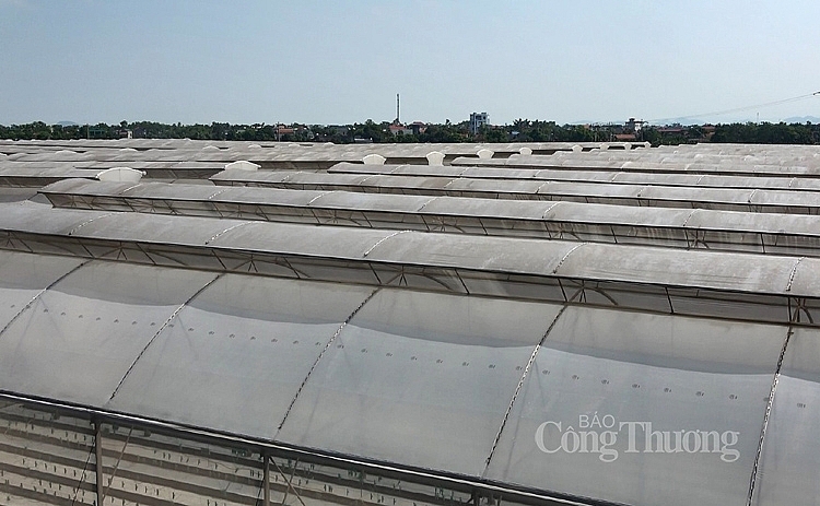 4807 dua luoi cong nghe nha mang