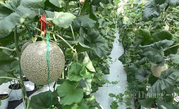 Dưa lưới công nghệ cao: Mô hình cần nhân rộng