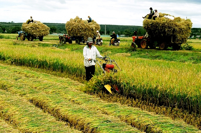An Giang khai thác nguồn năng lượng sinh khối để phát điện an giang khai thac nguon nang luong sinh khoi de phat dien