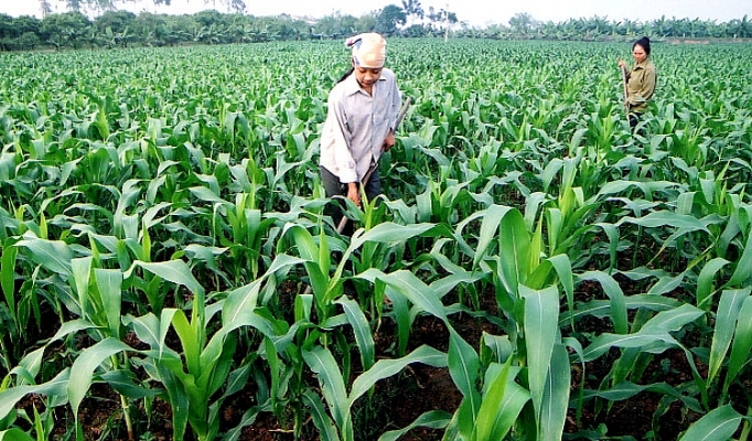 Phát triển nông nghiệp đến năm 2030: Vào Top 10 nước hàng đầu thế giới về chế biến nông sản phat trien nong nghiep den nam 2030 hien dai hieu qua ben vung