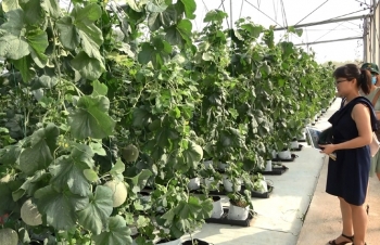 Nông nghiệp Việt Nam tiếp tục kỳ vọng lớn vào EVFTA