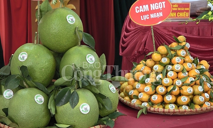 Lục Ngạn hướng tới xuất khẩu sản phẩm trái cây có múi luc ngan huong toi xuat khau san pham trai cay co mui