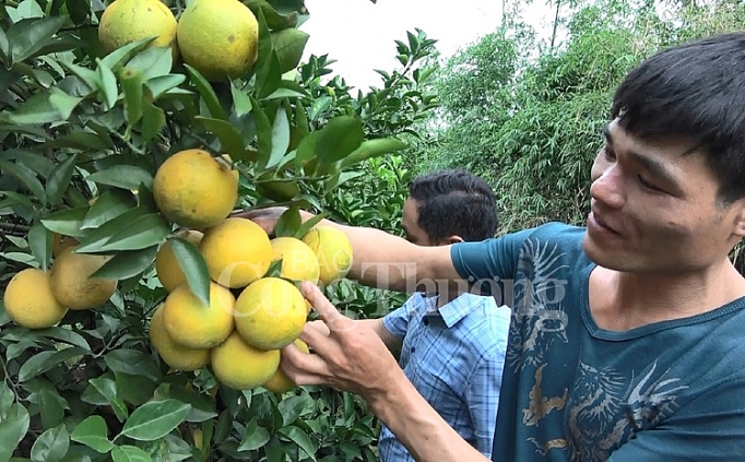 Lục Ngạn hướng tới xuất khẩu sản phẩm trái cây có múi luc ngan huong toi xuat khau san pham trai cay co mui