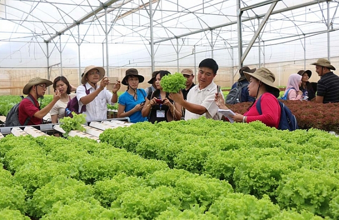 ha noi nang cao nang luc dieu hanh phat trien hop tac xa