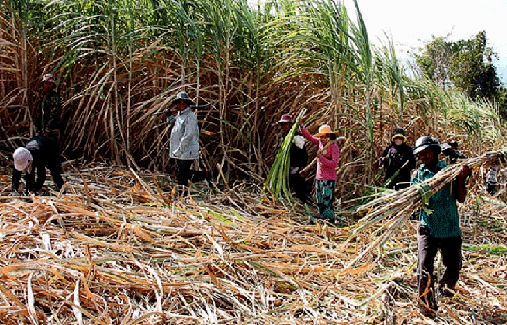 Sản xuất mía đường Việt Nam trên đà tụt dốc thê thảm