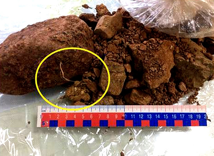 4616-bupn-lau-quang1