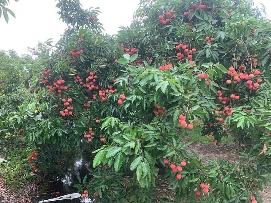 Vải thiều Thanh Hà đi đường bay được giá!