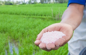 Giá phân bón có thể sẽ tăng trở lại vào quý IV khi vụ Đông Xuân bắt đầu
