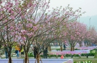 Sắp diễn ra Lễ hội hoa anh đào Nhật Bản - Hà Nội 2019