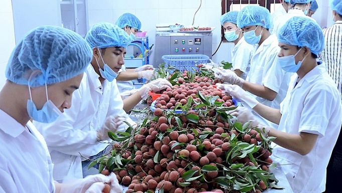 Năm 2018: Trung Quốc đứng vị trí thứ nhất về thị trường nhập khẩu rau quả của Việt Nam nam 2018 trung quoc dung vi tri thu nhat ve thi truong nhap khau rau qua cua viet nam