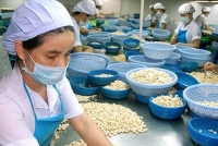 Năm 2019: Sẽ không thiếu hụt điều thô cho chế biến