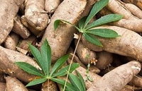 Tháng 1/2020: Xuất khẩu tinh bột sắn dự báo chưa khởi sắc