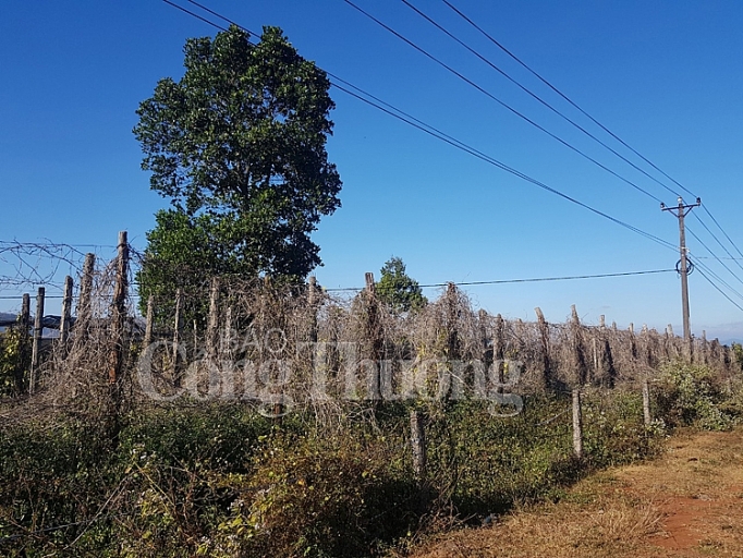 ky ii chinh sach phat trien ho tieu quen vi the nong ho