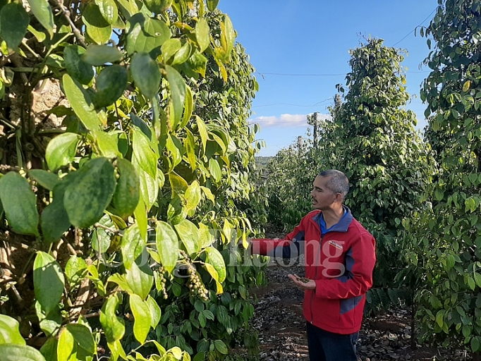 ky iii dua ho tieu tro lai chuoi gia tri