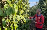 Kỳ III: Đưa hồ tiêu trở lại chuỗi giá trị