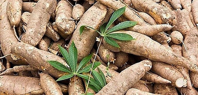 Năm 2019 xuất khẩu sắn và các sản phẩm sắn tiếp tục rời khỏi nhóm các mặt hàng tỷ USD 4901-xk-syn