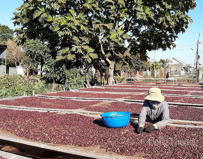 Cà phê Việt: Tìm hướng đi bền vững ca phe viet tim huong di ben vung