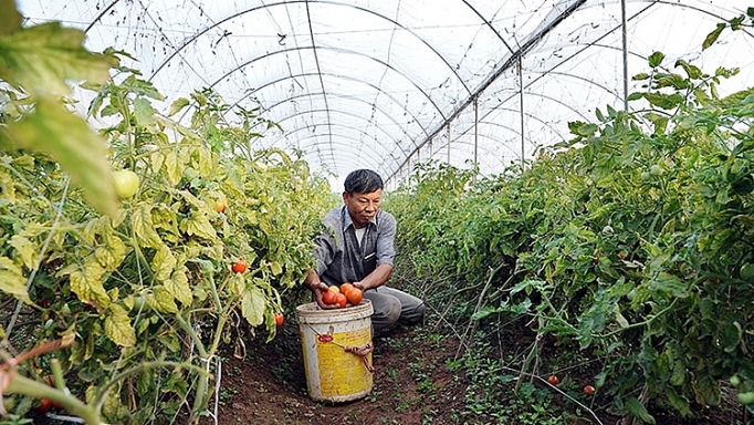 ha noi phan dau den nam 2020 co 908 hop tac xa hoat dong hieu qua