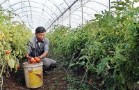 Hà Nội: Phấn đấu đến năm 2020 có 908 hợp tác xã hoạt động hiệu quả