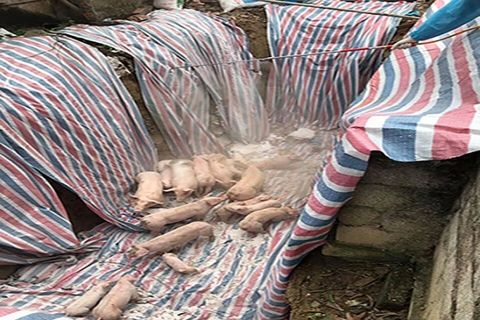 Thêm một số tỉnh phía Bắc công bố dịch tả lợn châu Phi them mot so tinh phia bac cong bo dich ta lon chau phi