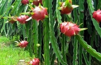 Lào Cai: Thanh long giao dịch qua hình thức biên mậu tại cửa khẩu biên giới tăng mạnh