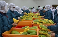 Xuất khẩu rau quả giảm mạnh do chịu tác động bởi dịch Covid- 19