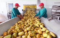 Công nghiệp chế biến: “Chìa khóa” nâng tầm giá trị nông sản