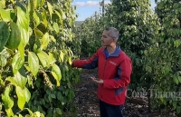 Năm 2020, xuất khẩu hạt tiêu dự báo tiếp tục gặp khó