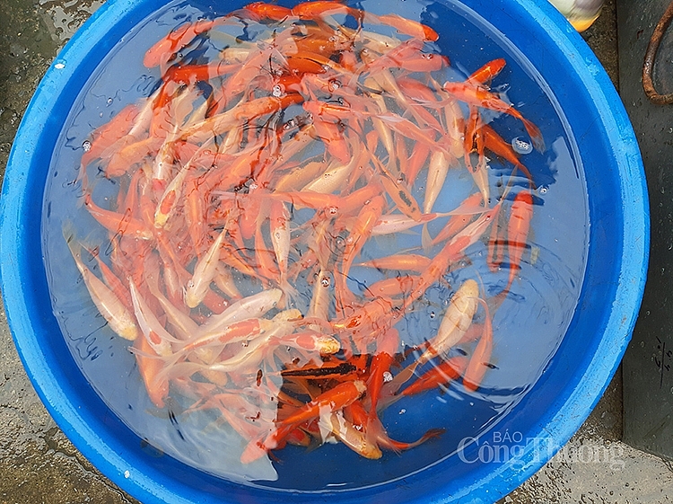 Cá chép năm nay khá nhỏ, tại các chợ không nhiều người bán, giá bán từ 30.000 - 40.000 đồng/3 con Cá chép năm nay khá nhỏ, tại các chợ không nhiều người bán, giá bán từ 30.000 - 40.000 đồng/3 con