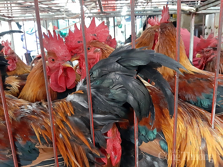 Gà trống được tiểu thương ở các chợ dân sinh bán dao động từ 120.000 - 130.000 đồng/kg Gà trống được tiểu thương ở các chợ dân sinh bán dao động từ 120.000 - 130.000 đồng/kg