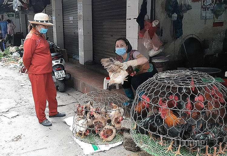 Gà lễ cũng được người tiêu dùng mua trong ngày hôm nay về thắp hương hóa vàng. Tại chợ Hoàng Mai, giá gà trống ở mức 130.000 đồng/kg, còn gà mái ở mức 120.000 đồng/kg