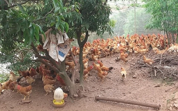 Gỡ
