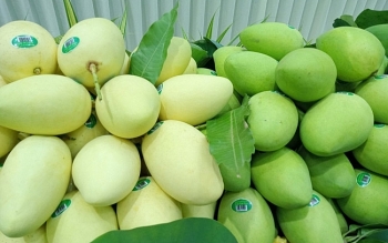 Việt Nam chỉ chiếm 0,1 thị phần xoài tươi của Hoa Kỳ