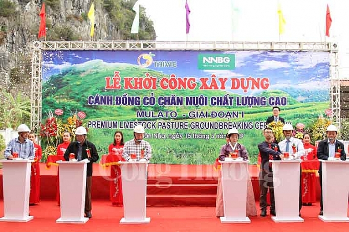 Trồng cỏ chất lượng cao, hướng tới xuất khẩu trong co chat luong cao huong toi xuat khau