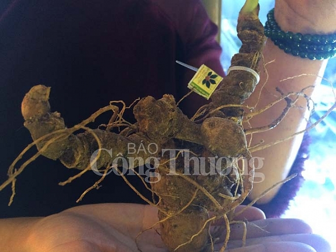 khai mac hoi cho duoc lieu lan thu nhat nam 2019